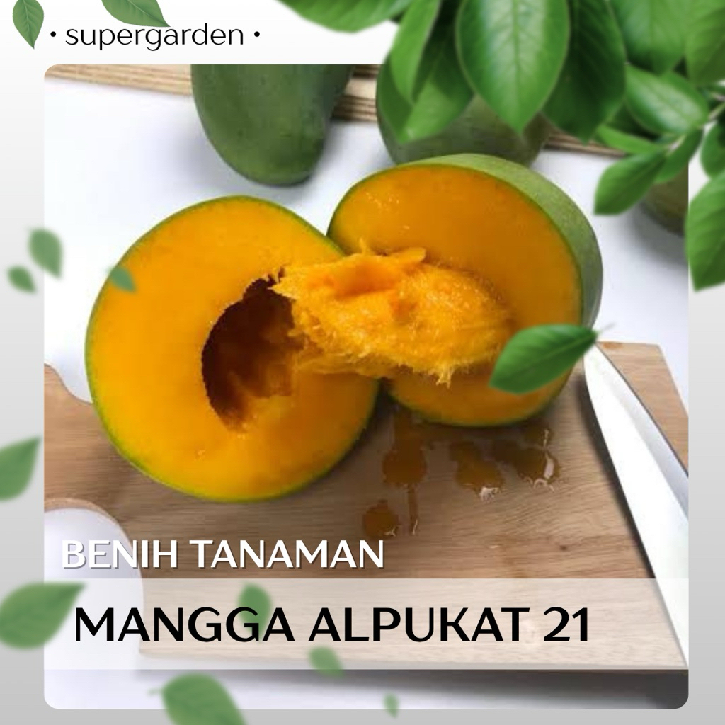 Bibit tanaman mangga alpukat atau klonal 21