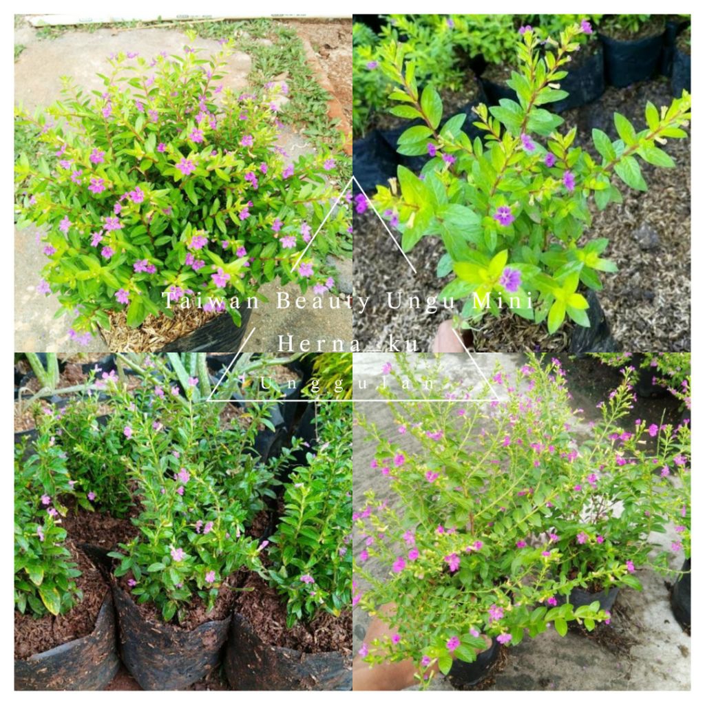 Bunga TAIWAN BEAUTY UNGU Mini Berbunga / Bunga TAIWAN UNGU Murah