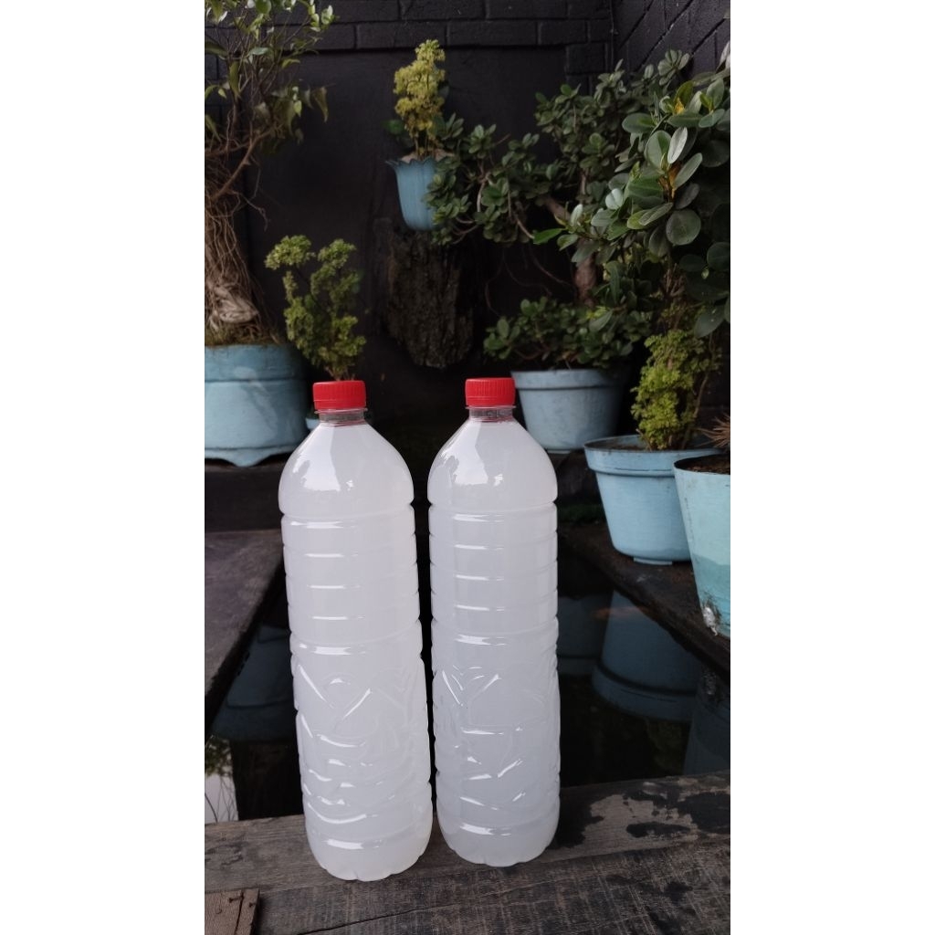 

Legen segar khas kota tuban kemasan 1500ml