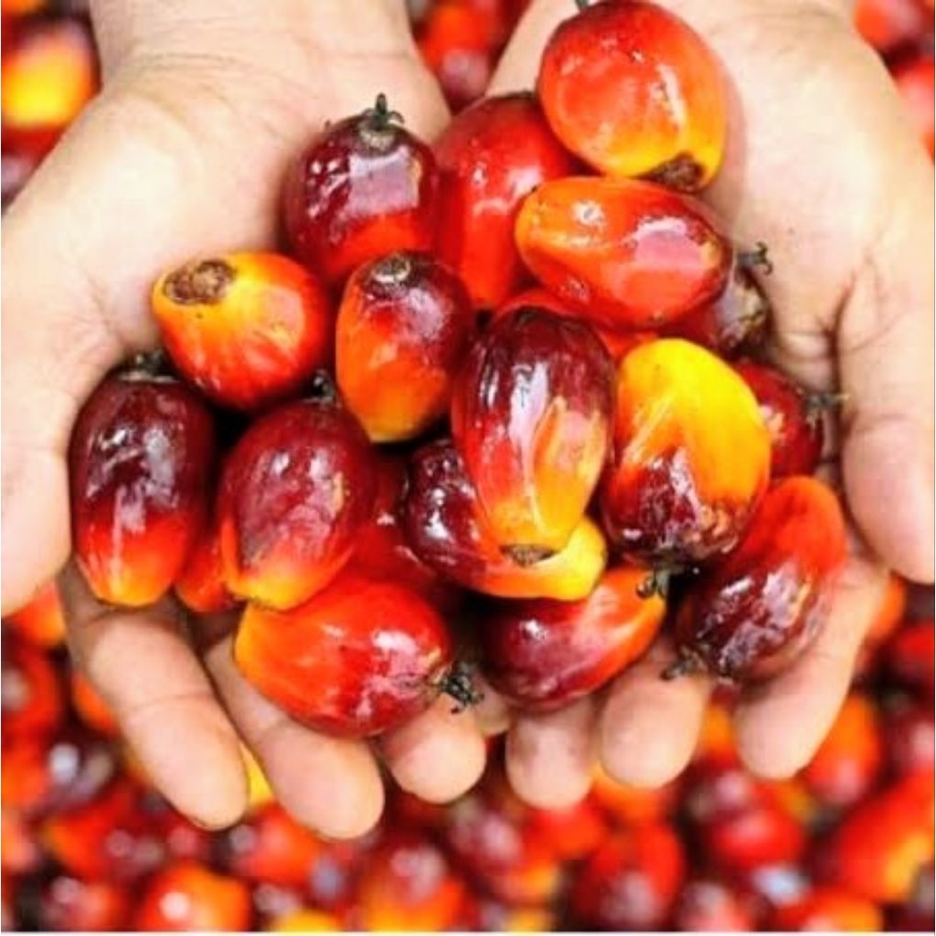 

Buah Sawit Fresh Baru di Panen