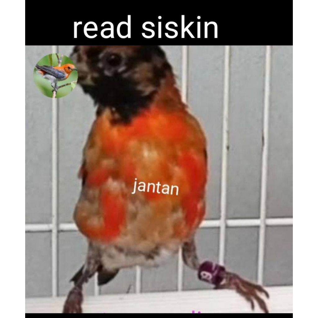 red siskin gacoran/trotol