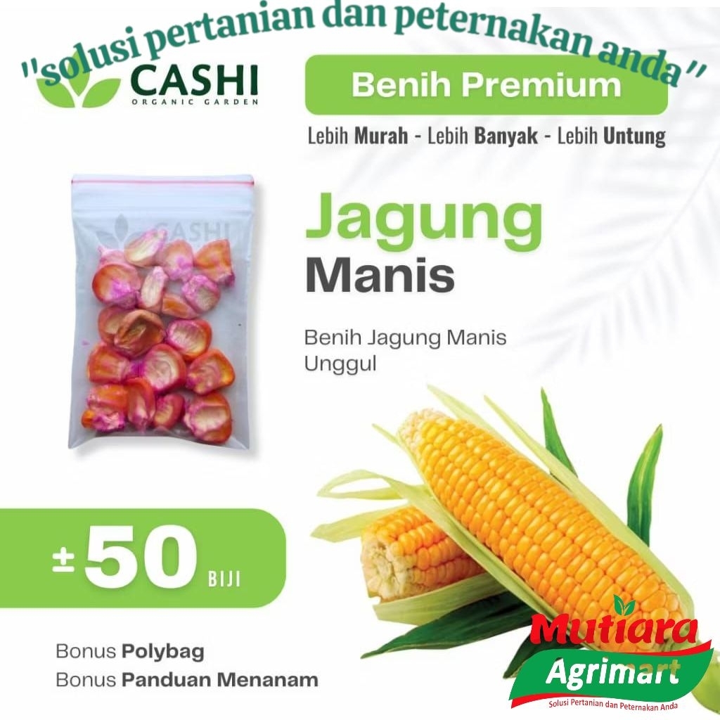 BIBIT JAGUNG MANIS EXOTIC REPACK 50GR // BENIH JAGUNG MANIS SUPER // BIBIT JAGUNG MANIS EKONOMIS