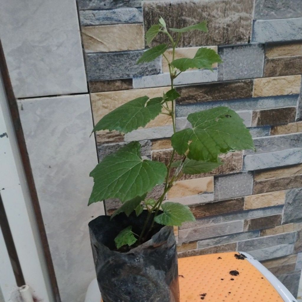 Bibit anggur courderd 1613 Untuk Rootstok (batang bawah)