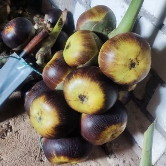 

PROMO Buah Lontar Siwalan 5 Butir Asli TUBAN