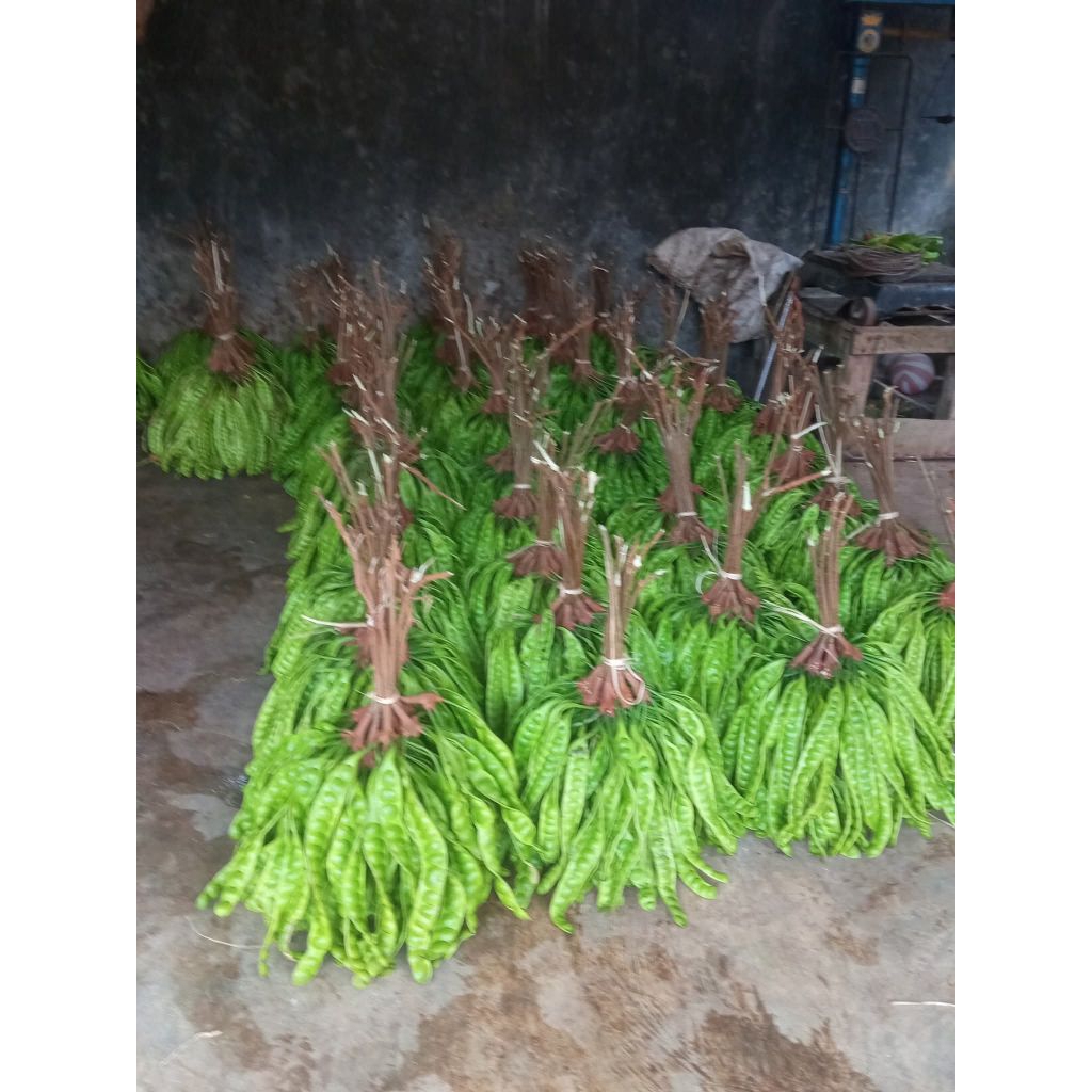 

Pete molotot dadakan