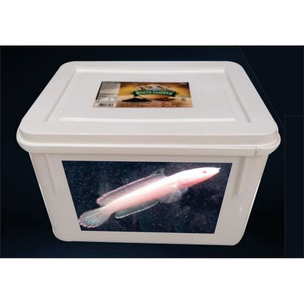 box albino limbata new