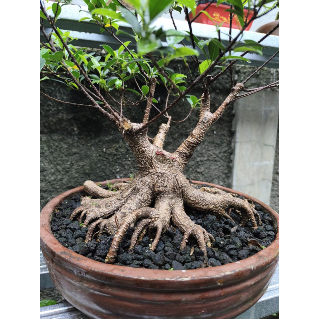 bonsai Kimeng / bonsai kimeng / bonsai beringin kimeng