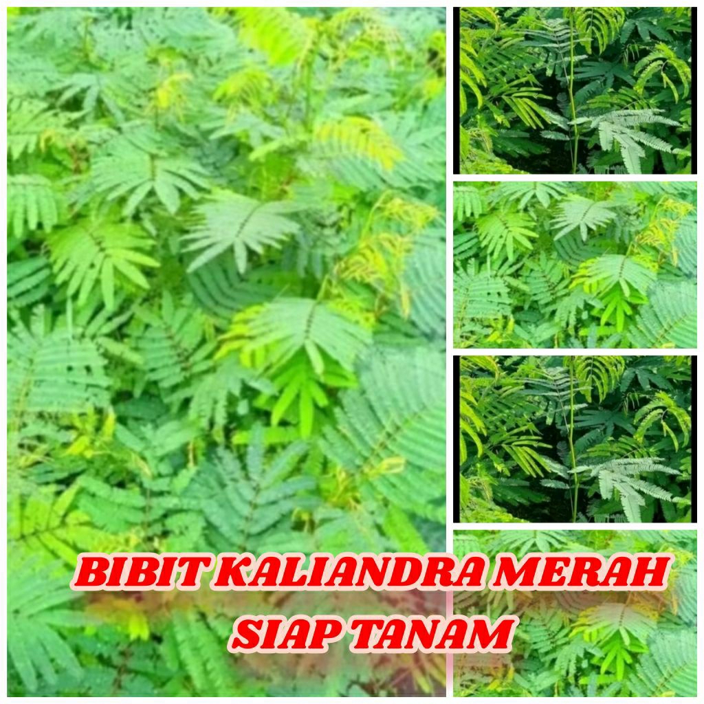 Bibit kaliandra merah pakan ternak