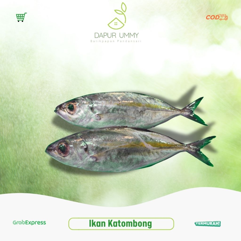 

KEMBUNG • Ikan Mata Belo • Ikan Katombong