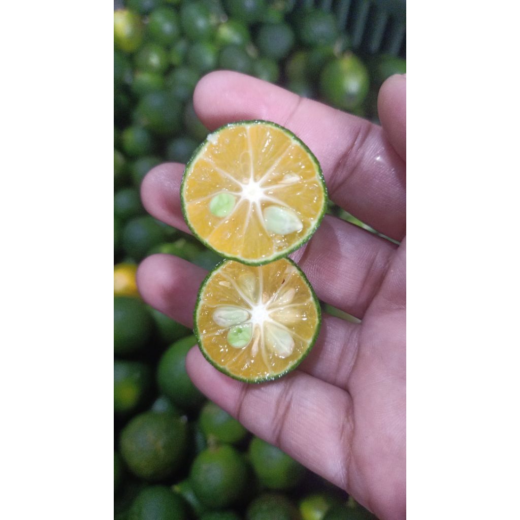 

jeruk peras sonkit /kasturi