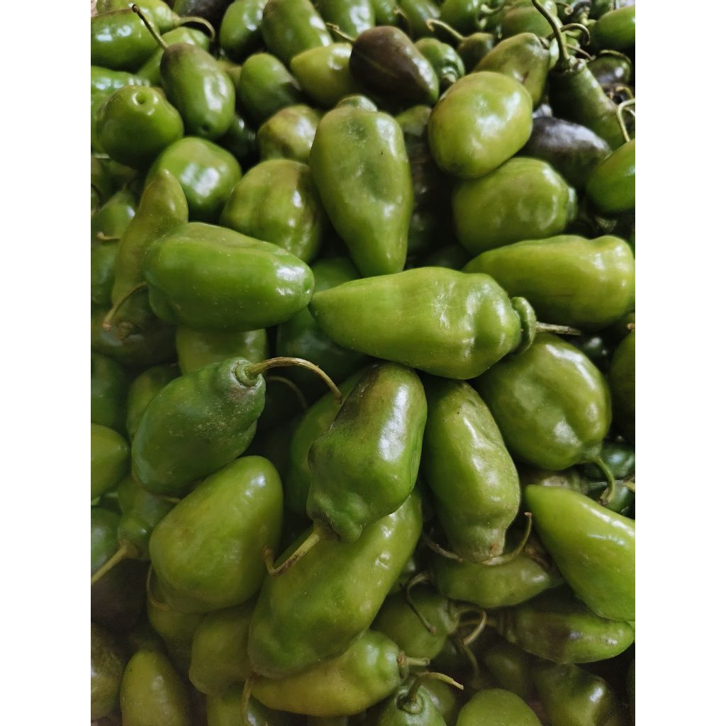 

Cabe gendot/ Gendut segar dan fressss isi 1 kg