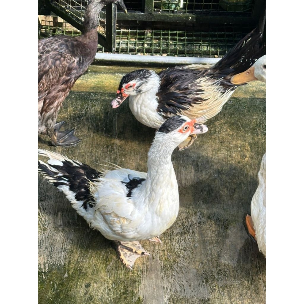 Entok Hidup dan potong bersih murah