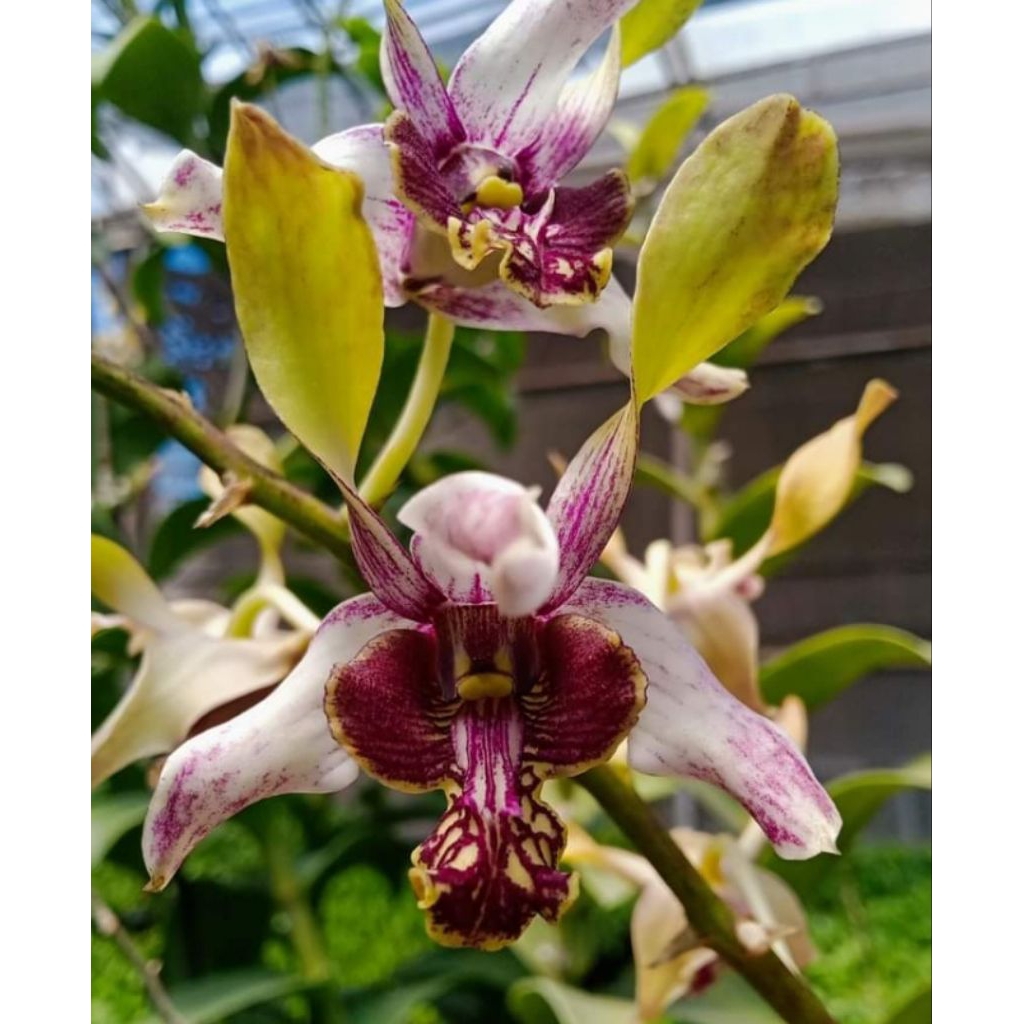 Dendrobium Maluku Indah