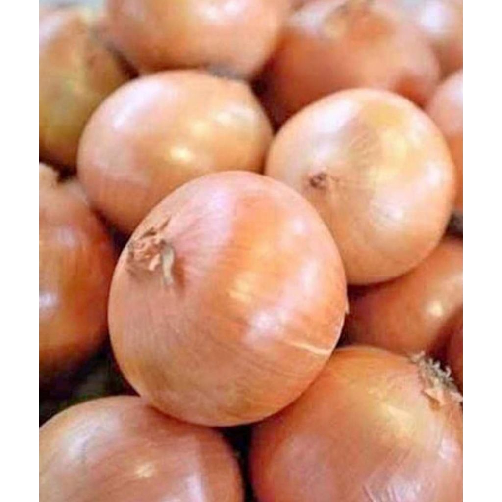 

bombay new zealand 50/60 (karungan 20kg)