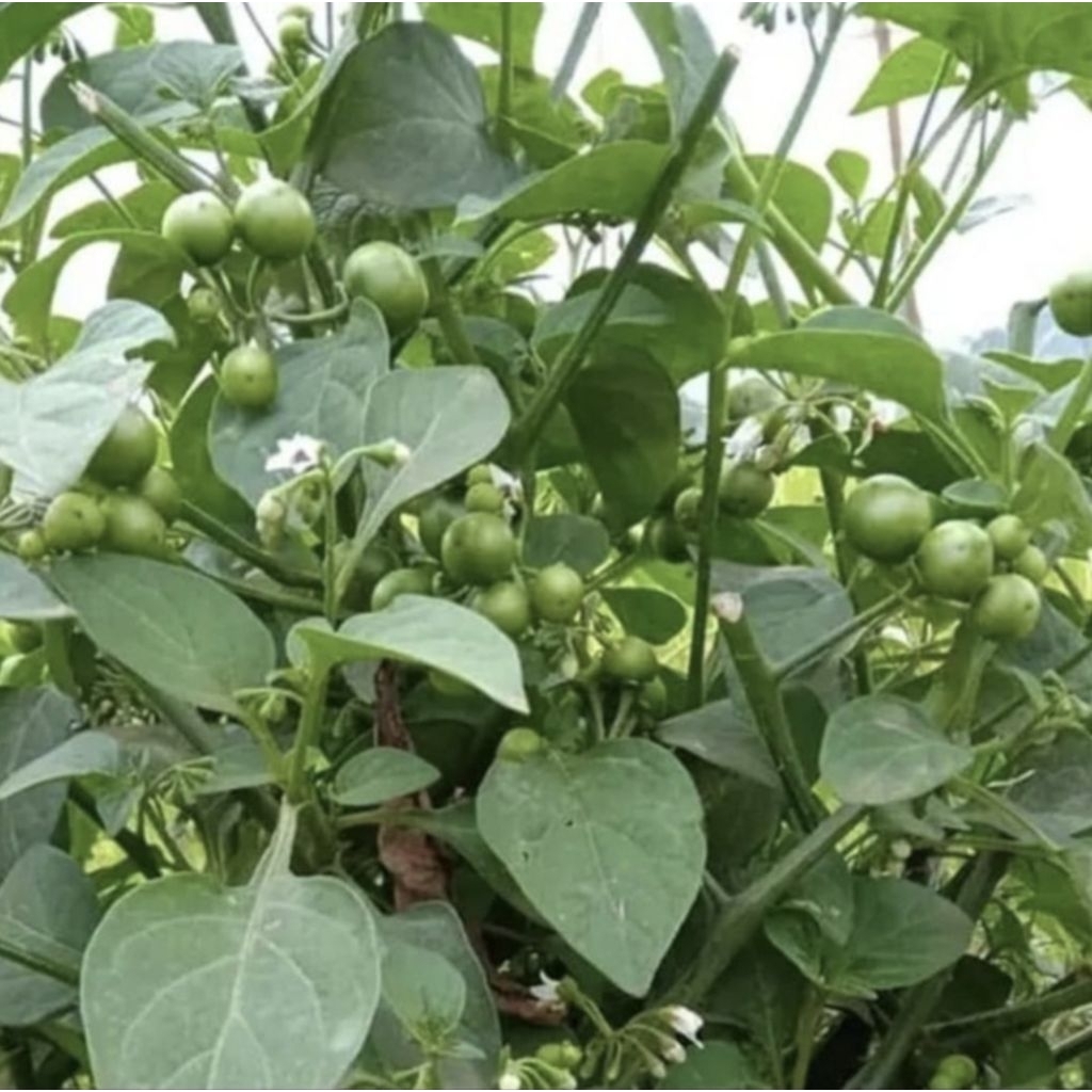 tanaman leunca/bibit tanaman leunca lalapan