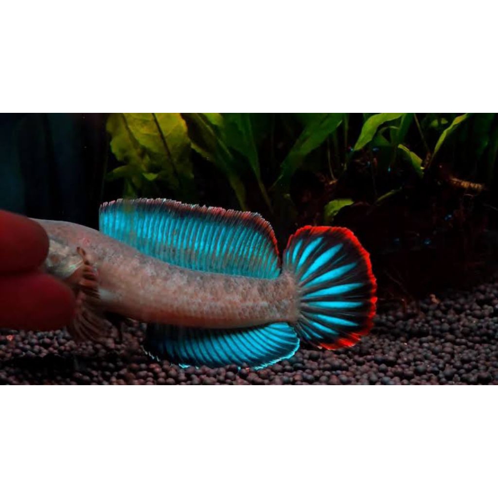 patung channa blue bengal