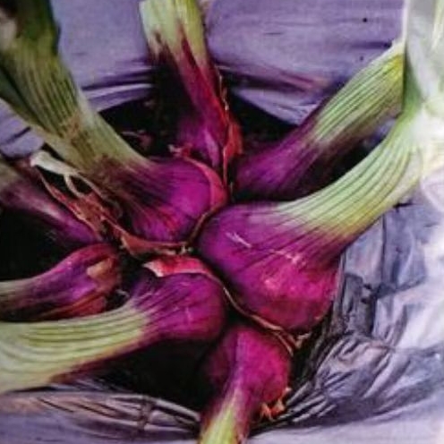 

BENIH/BIJI BAWANG LOKANANTA (100 BUTIR)