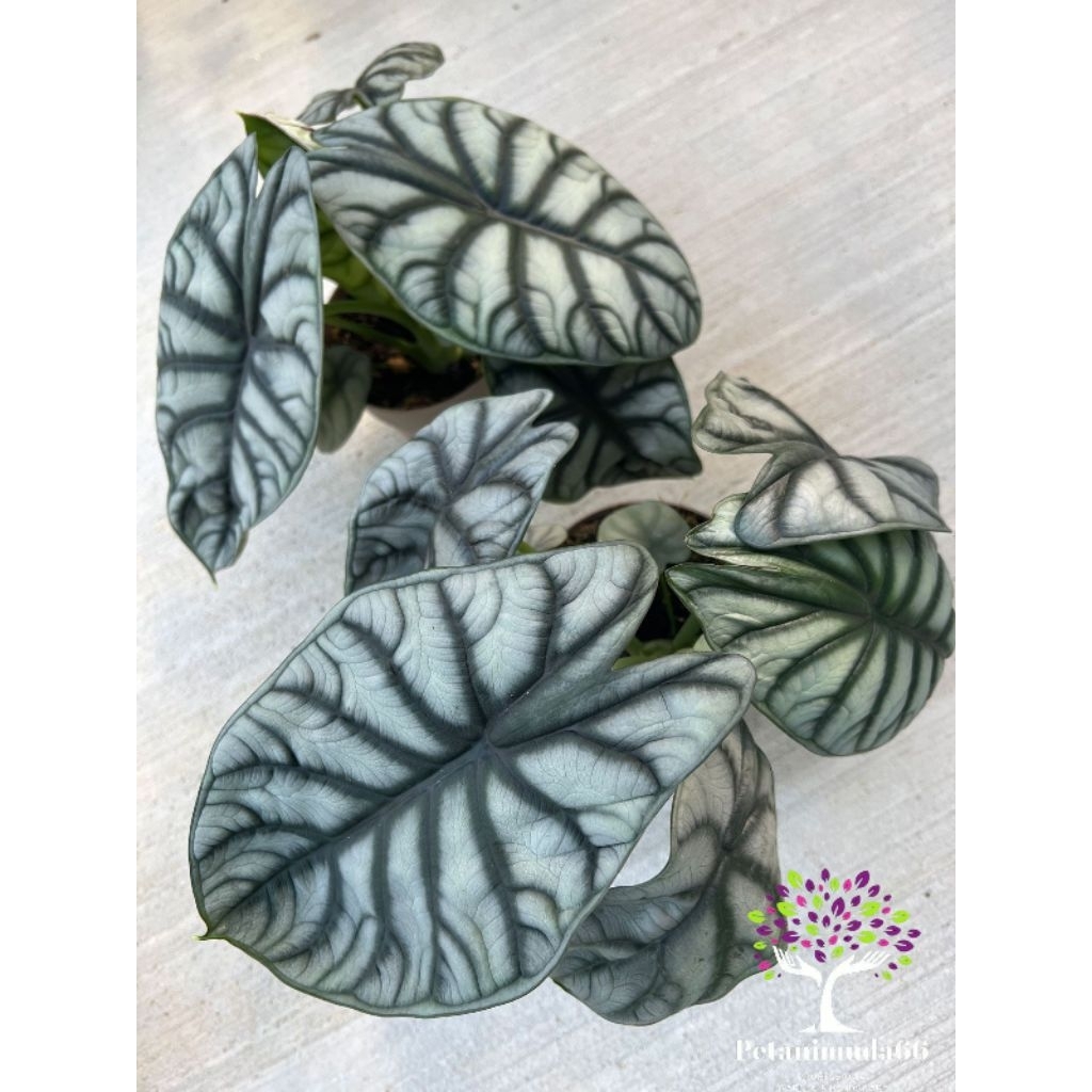 Alocasia silver dragon-alocasia dragonsale silver