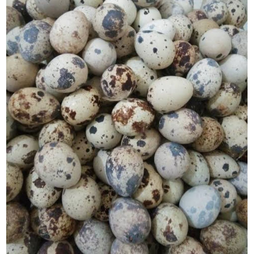 

Telur Puyuh Matang Perbungkus Isi 9-10 Pcs