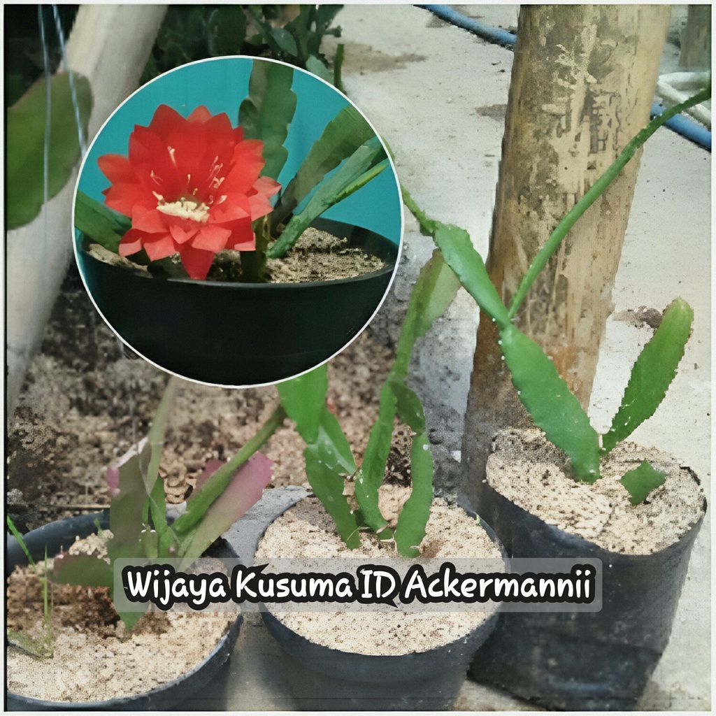 Bibit Wijaya Kusuma Hybrid ID Ackermanii Bunga Merah Kecil