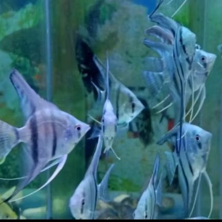 Ikan manfish blue pinoy