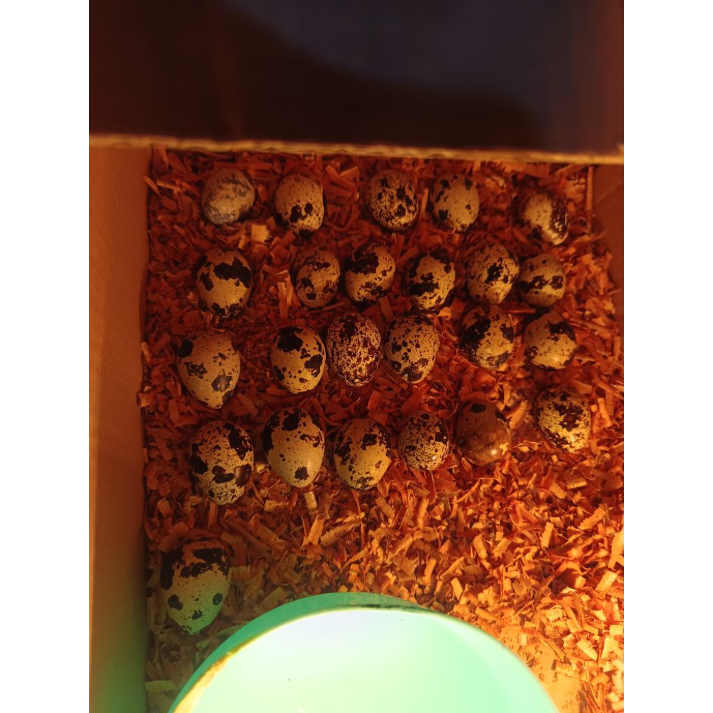 Telur puyuh fertil super siap tetas