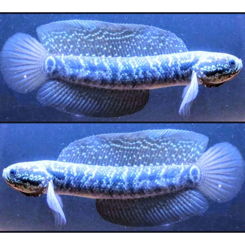 Asiatica whitespot / WS PURE 14-16 CM GONDRONG FULL MUTIARA