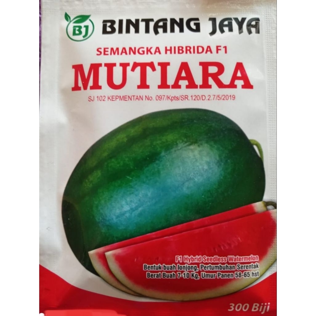 Benih semangka hibrida MUTIARA F1 Non Biji lonjong/oval murah harga terjangkau
