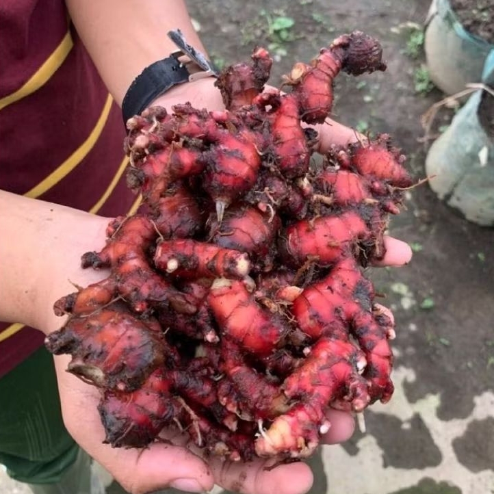 

jahe merah segar 100% jahe merah murni berat 500 gram