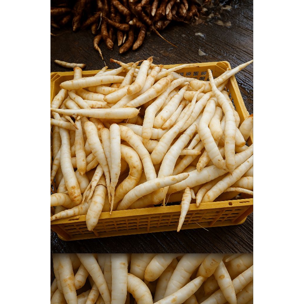 

Ubi Ganyong Organik Muria 1 Kg – Warisan Pangan Nusantara