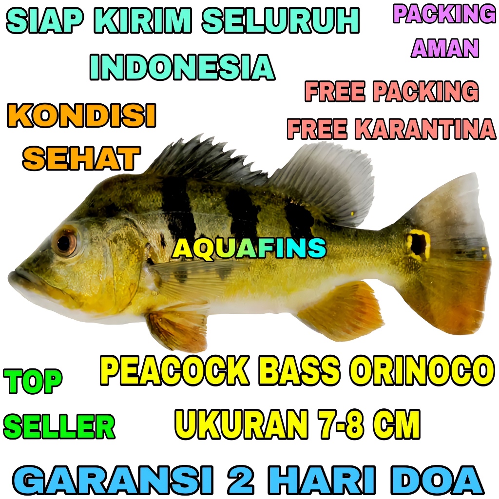 HIASAN CICHLID GOLDEN PEACOCK BASS CICHLA ORINOCO UKURAN 7-8 CM