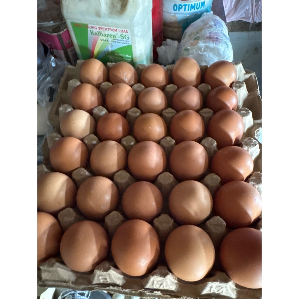 

Open PO Ready Tiap Hari Sabtu Saja Telur Eropa Fresh Baru / Telur Ayam Gede Besar Tinggal 1 Papan - 30 Butir