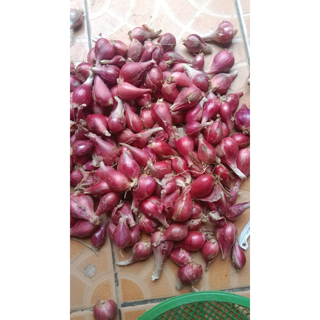 

bawang brebes/bawang super/asli bawange wong brebes yaa