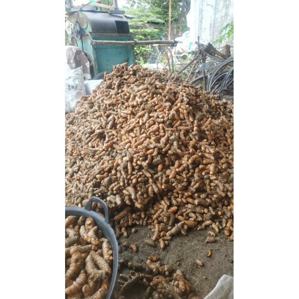 

kunyit / kunir / segar / ukuran campur / tanpa sortir ukuran / harga per 1 kg