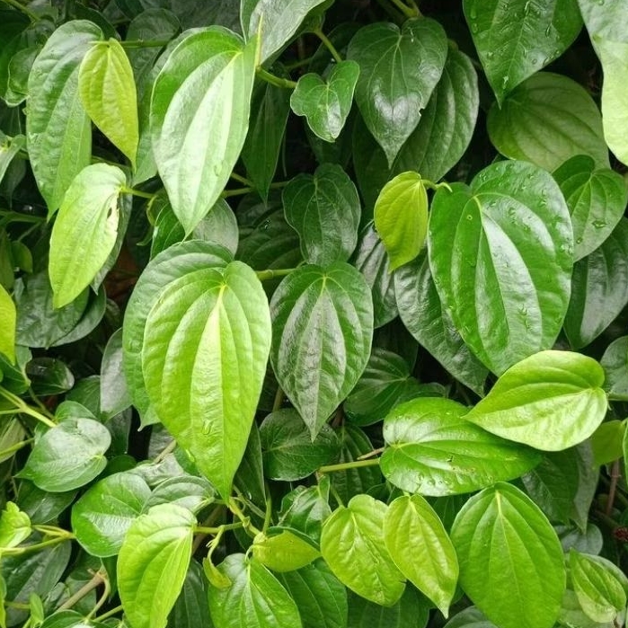 

daun sirih hijou obat herbal per 100 lembar