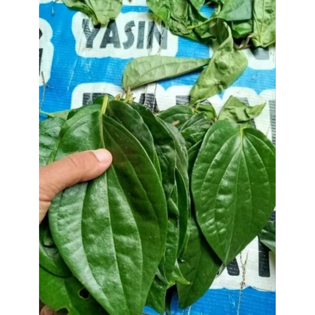

daun sirih segar petik langsung bila ada pesanan per lembar