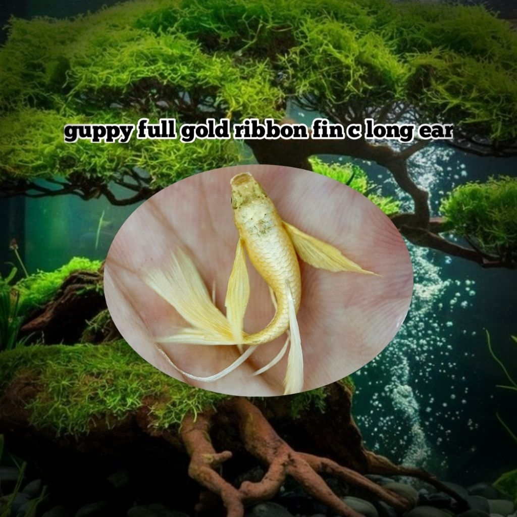 hiasan aquascape guppy full gold ribbon long ear fin c