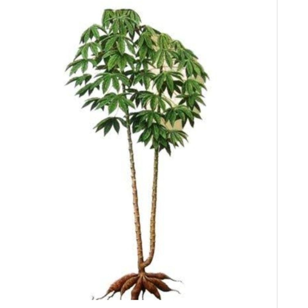 

bibit singkong mentega (1 ikat 10 batang)