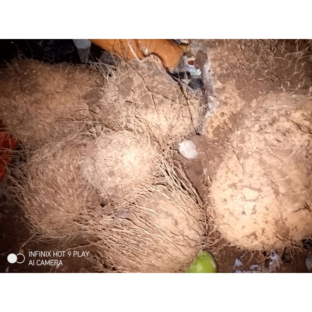 

umbi gadung hutan,umbi segar,umbi menrah 2kg