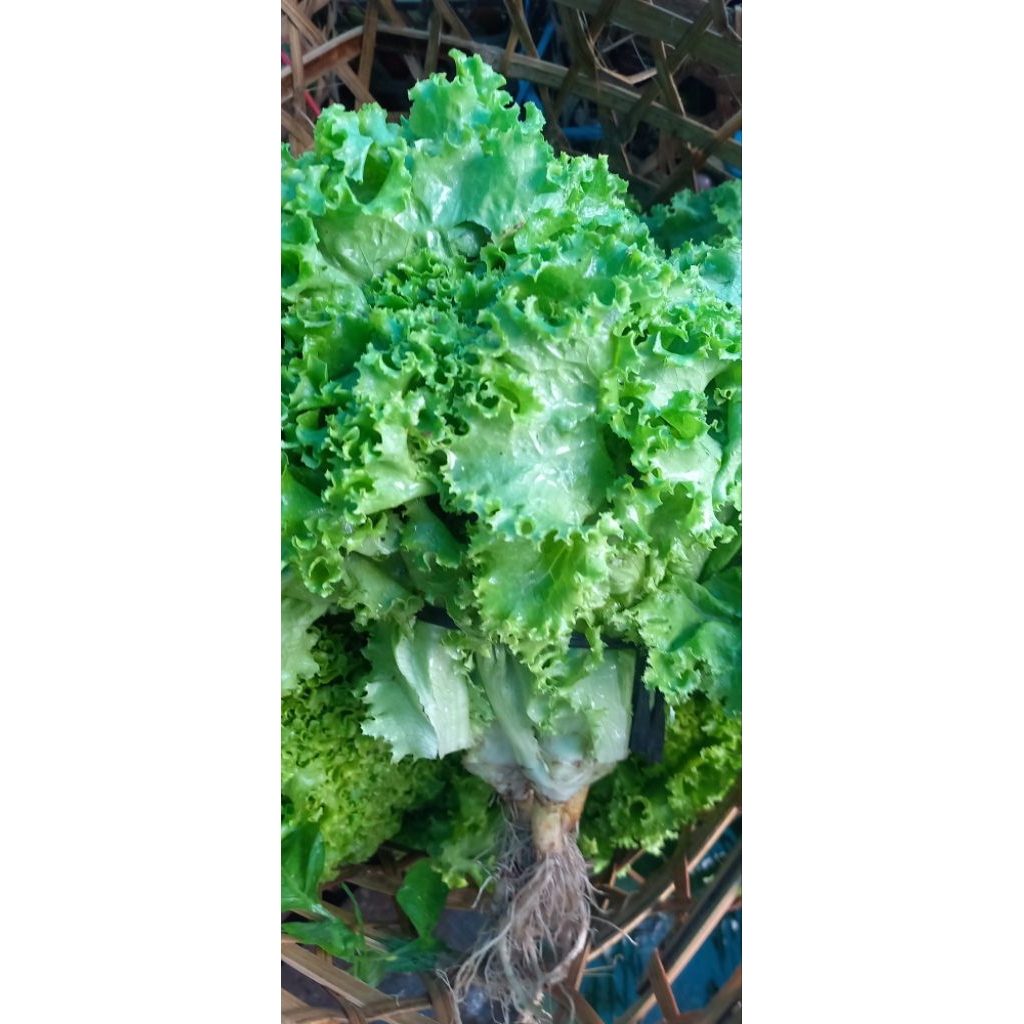 

selada fresh langsung dari petani