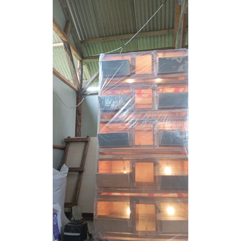 kotak open doq puyuh petelur