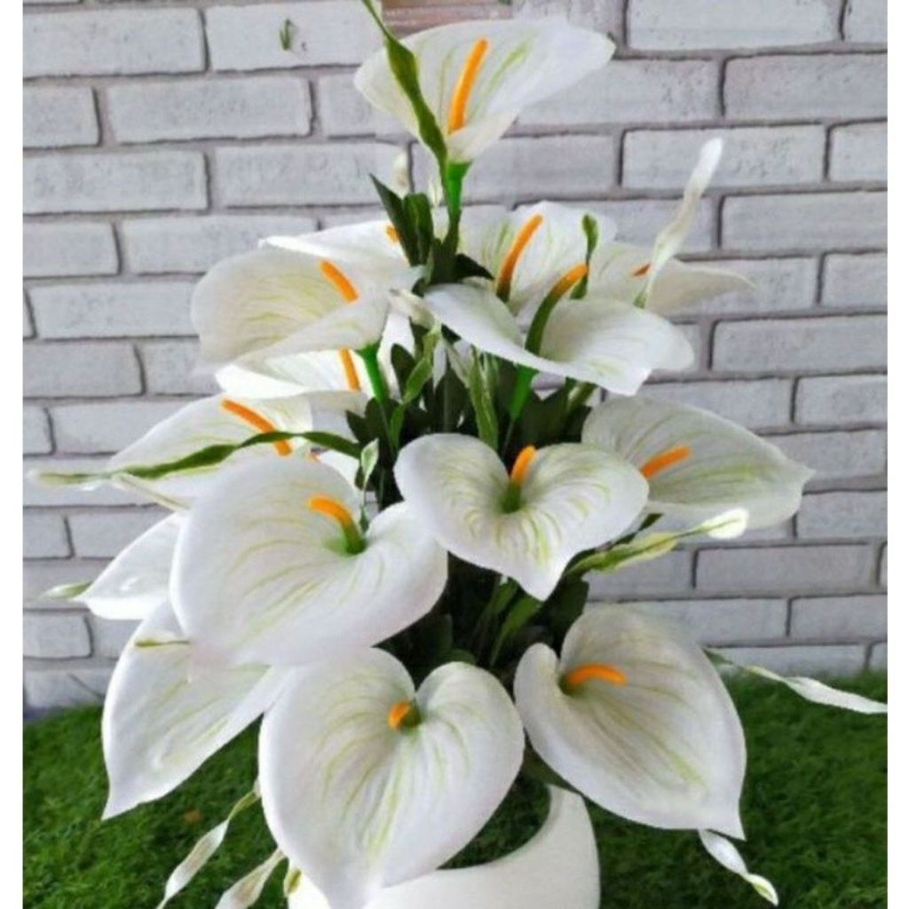 Anthurium mickey mouse white / Tanaman anthurium mickey mouse