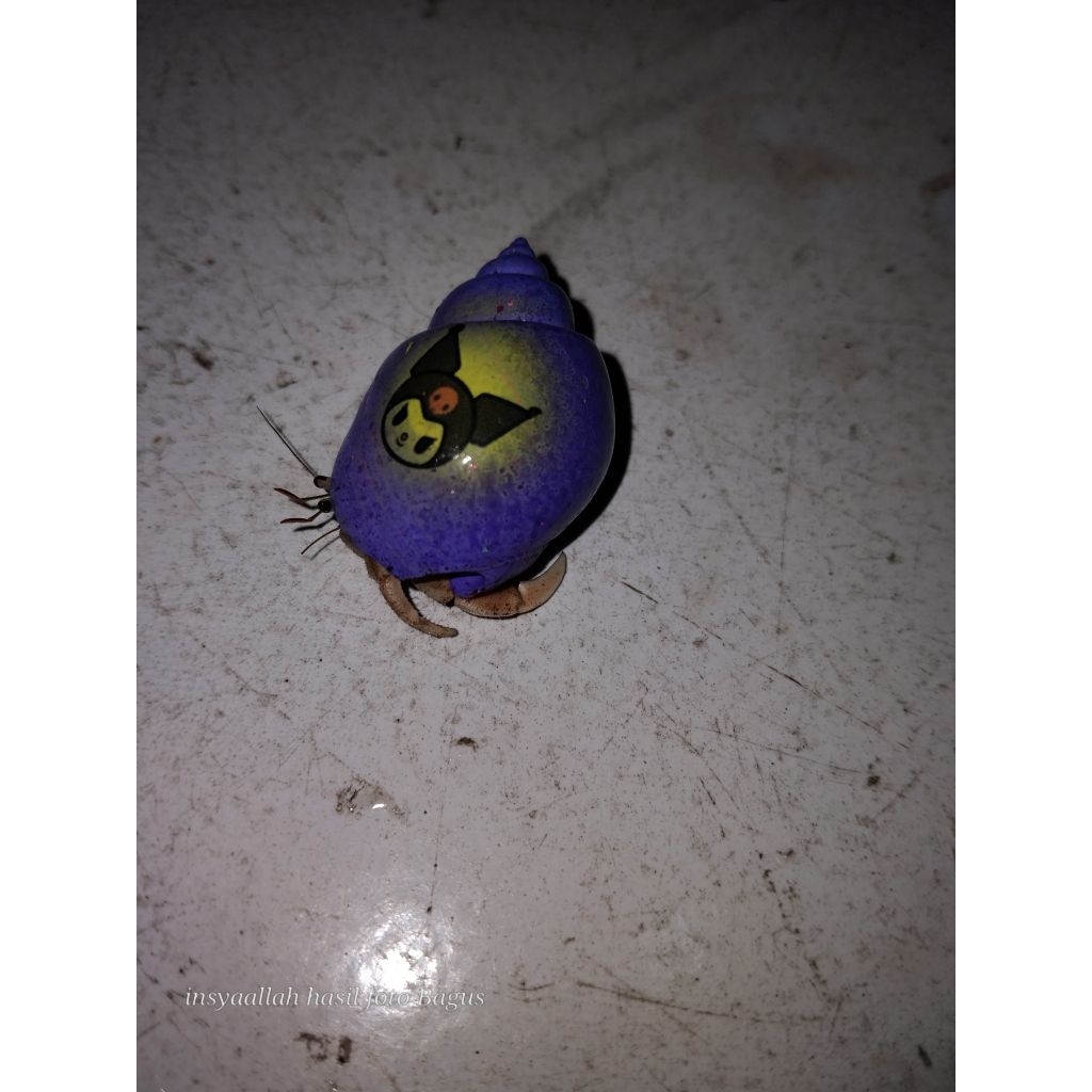 kelomang/Keong Hidup 5 pcs