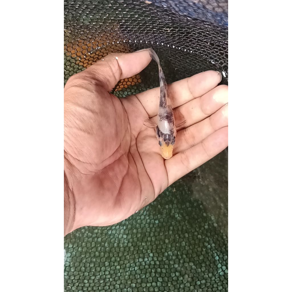 

shiro beko 8/9 cmbahan cempion