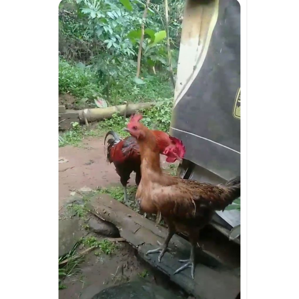 JUAL SEPASANG AYAM PELUNG DEWASA