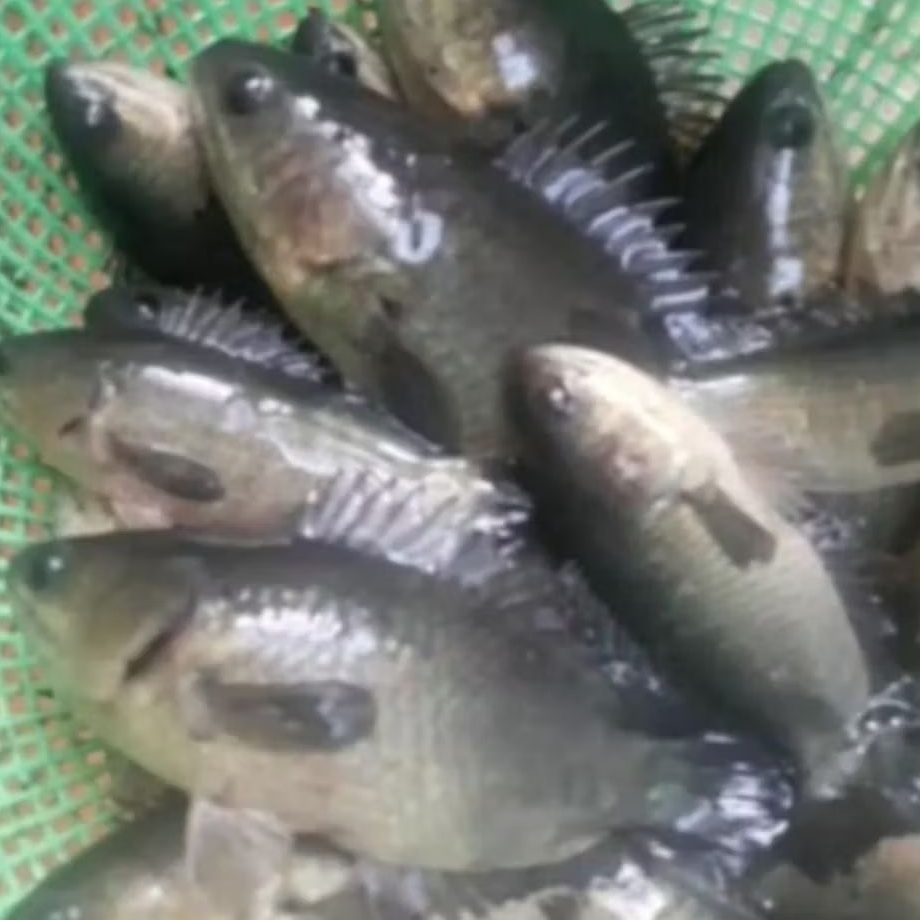 BIBIT IKAN BETOK UKURAN 3 JARI PER EKOR [ISI 10 EKOR]