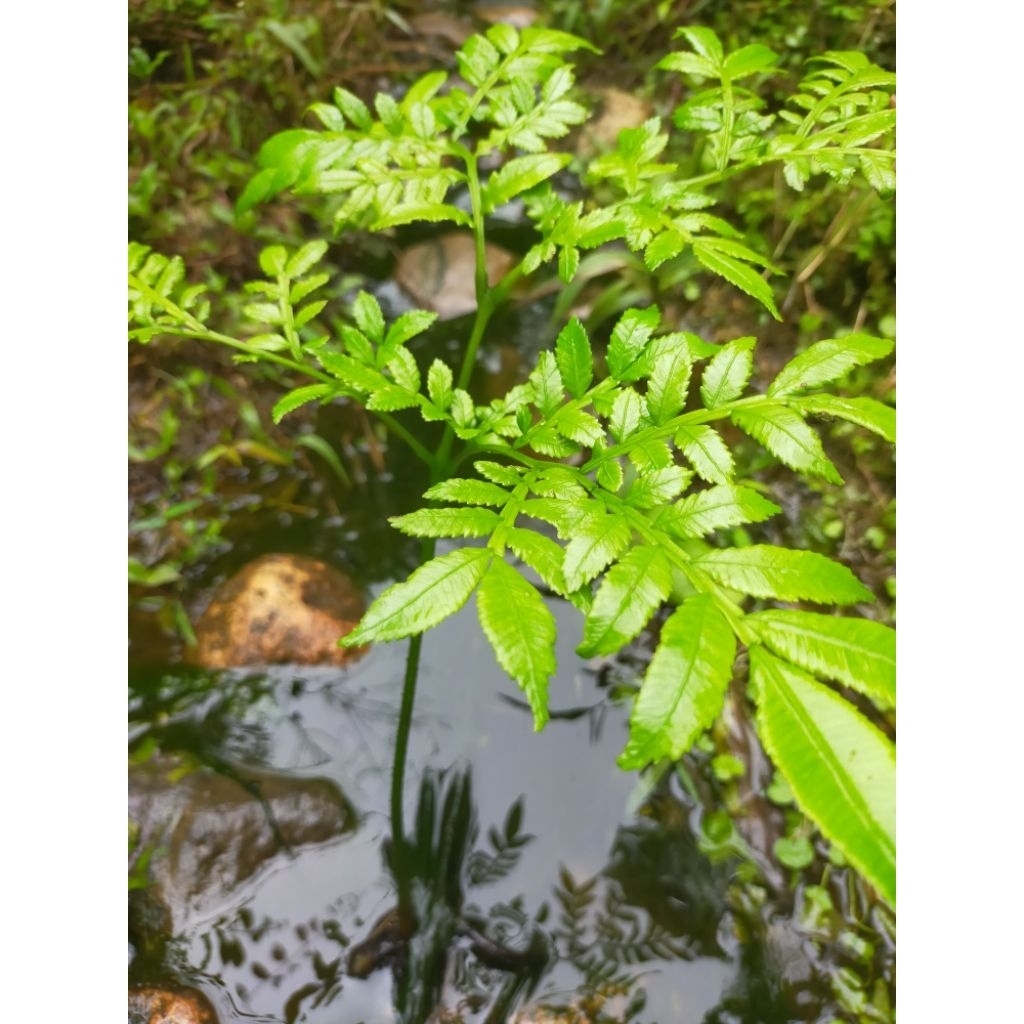 

pakis kerbau/gajah daun kecil