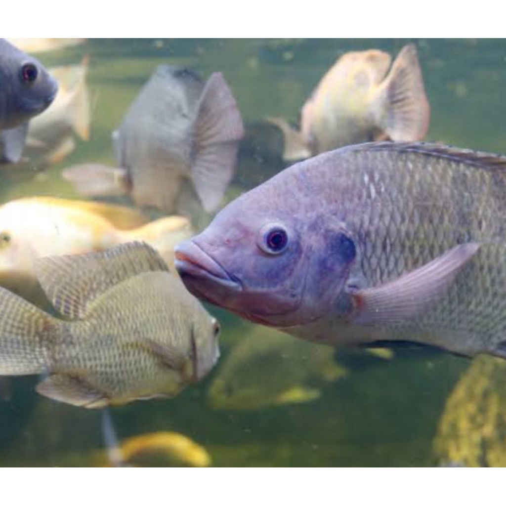 

ikan nila 1 kg bisa di bersihkan sisik belah perut