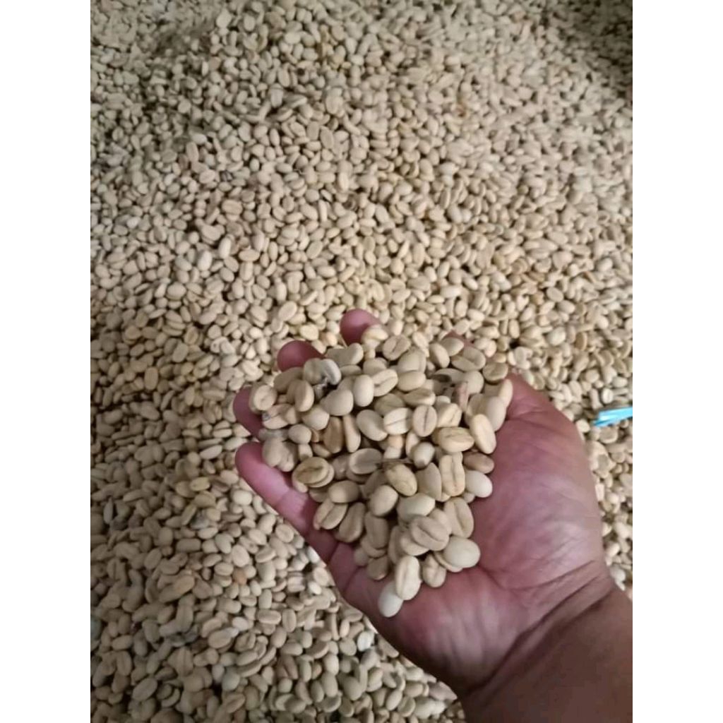 KOPI MENTAH ROBUSTA 1KG/KOPI ROBUSTA/ KOPI MENTAH/ KOPI 1KG