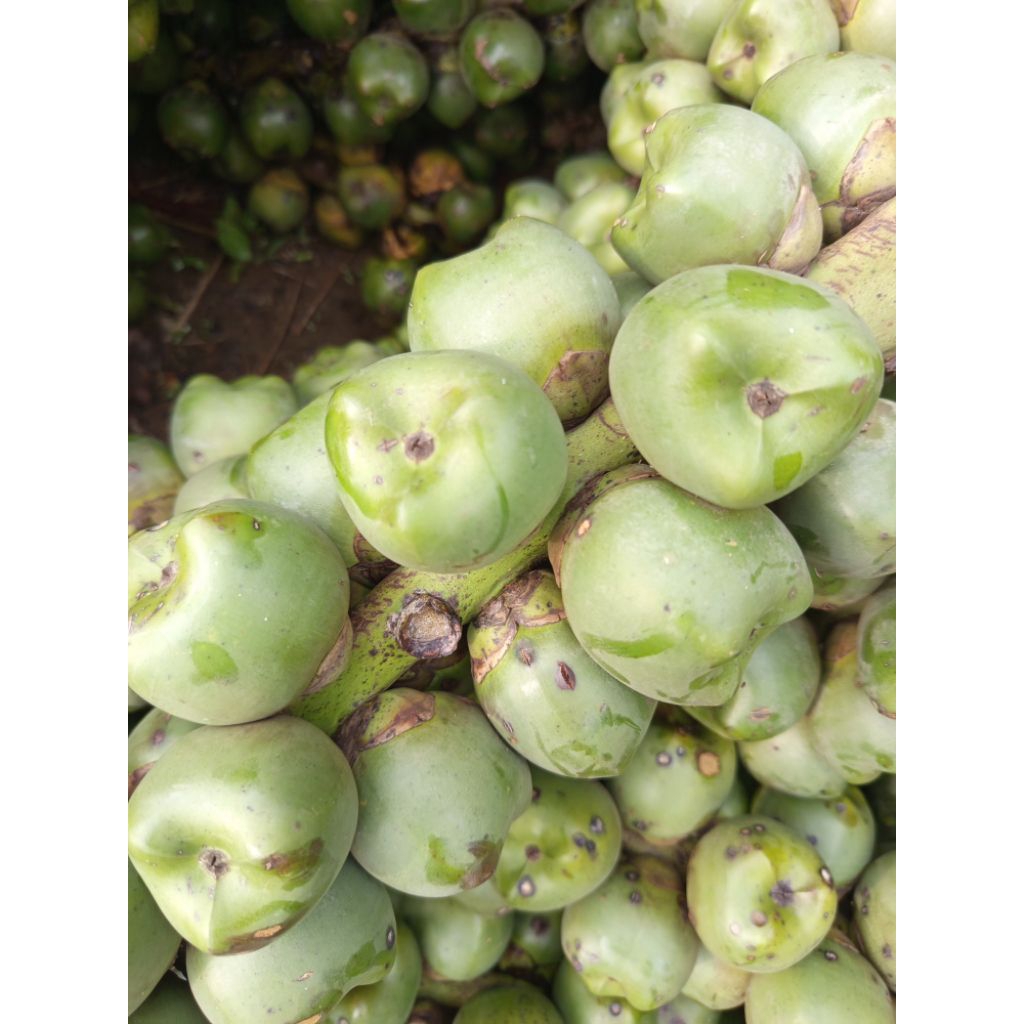 

jual buah aren mentah termurah 1kg/buah kolang kaling mentah 1kg